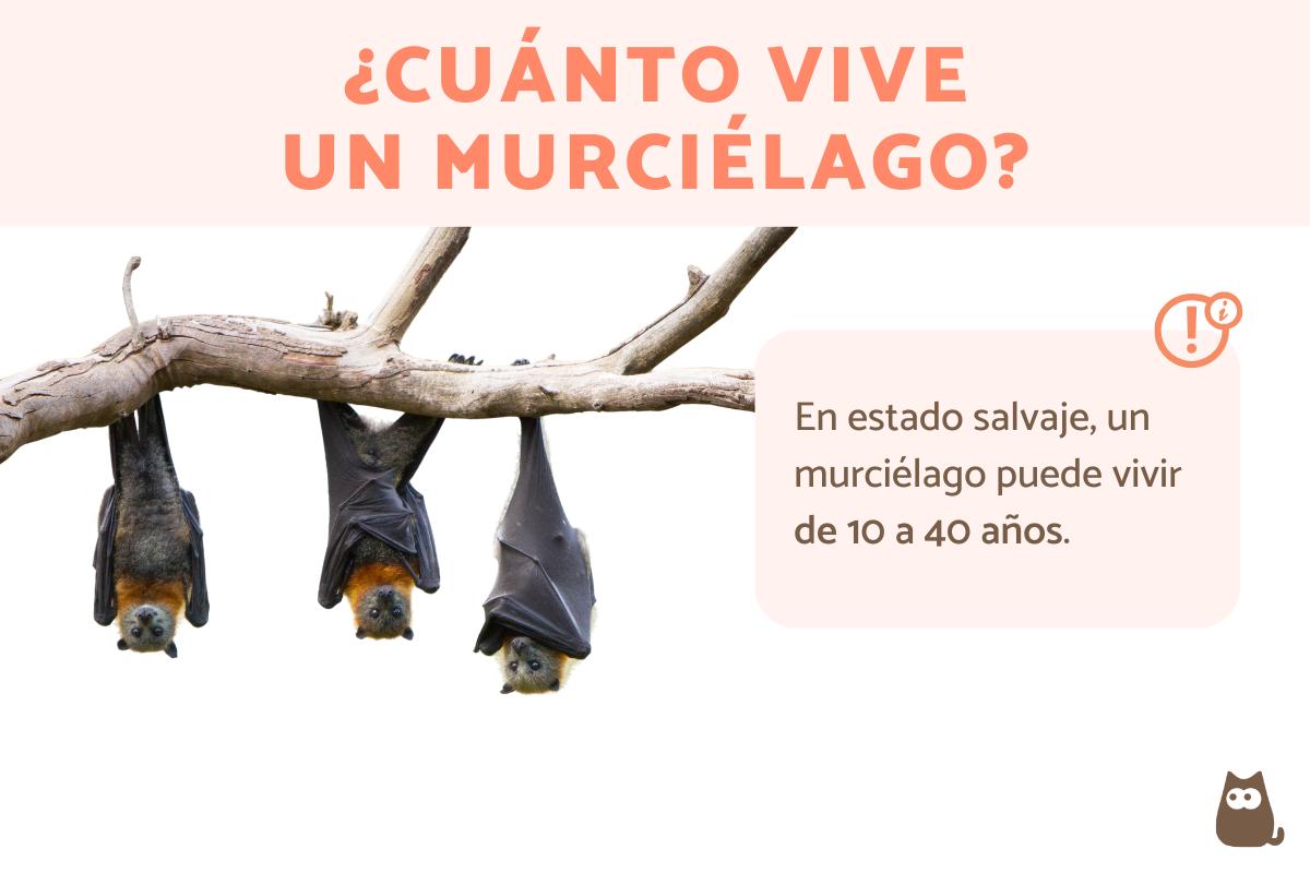 ¿Cuánto vive un murciélago?