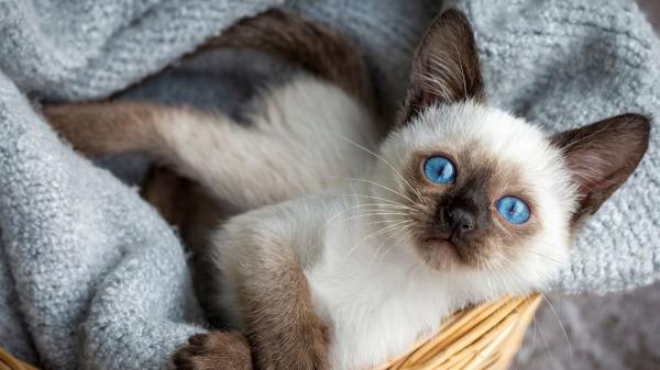 Tailandia declara patrimonio nacional al gato siamés y reivindica el origen de la famosa raza felina - Qué hace tan especial al gato siamés