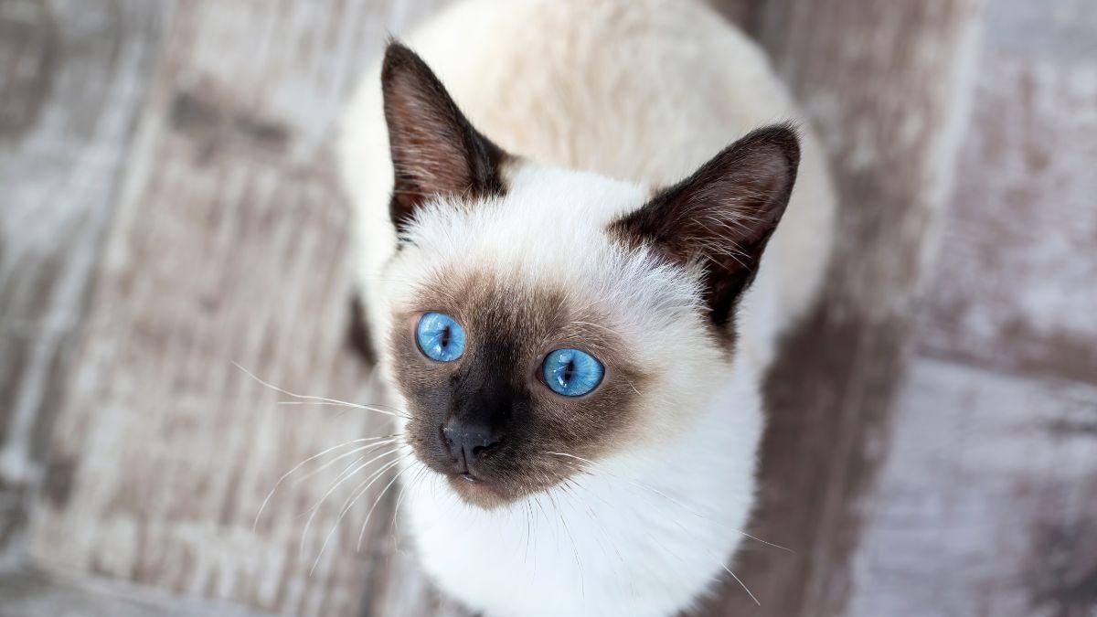 Tailandia declara patrimonio nacional al gato siamés y reivindica el origen de la famosa raza felina