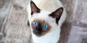 Tailandia declara patrimonio nacional al gato siamés y reivindica el origen de la famosa raza felina
