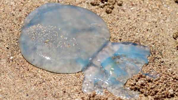 Ni agua dulce ni vinagre: qué hacer si a tu perro le pica una medusa en la playa - Aunque esté seca en la arena, una medusa todavía puede hacer daño a tu perro