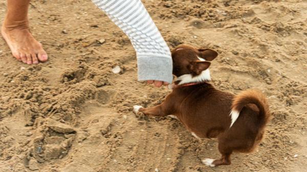 Ni agua dulce ni vinagre: qué hacer si a tu perro le pica una medusa en la playa - Lo que sí ayuda de verdad si a tu perro le pica una medusa