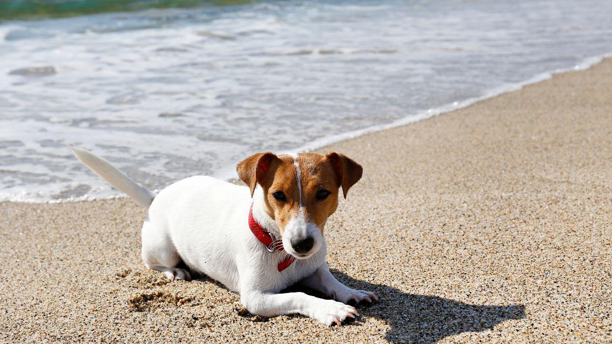 Ni agua dulce ni vinagre: qué hacer si a tu perro le pica una medusa en la playa