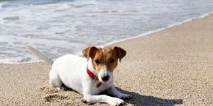 Ni agua dulce ni vinagre: qué hacer si a tu perro le pica una medusa en la playa