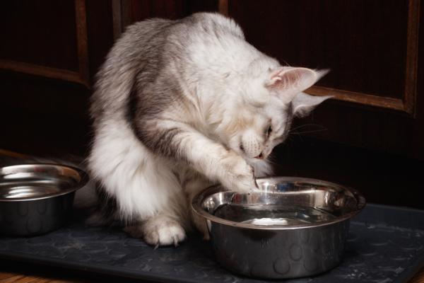 ¿Por qué mi gato bebe agua con la pata?