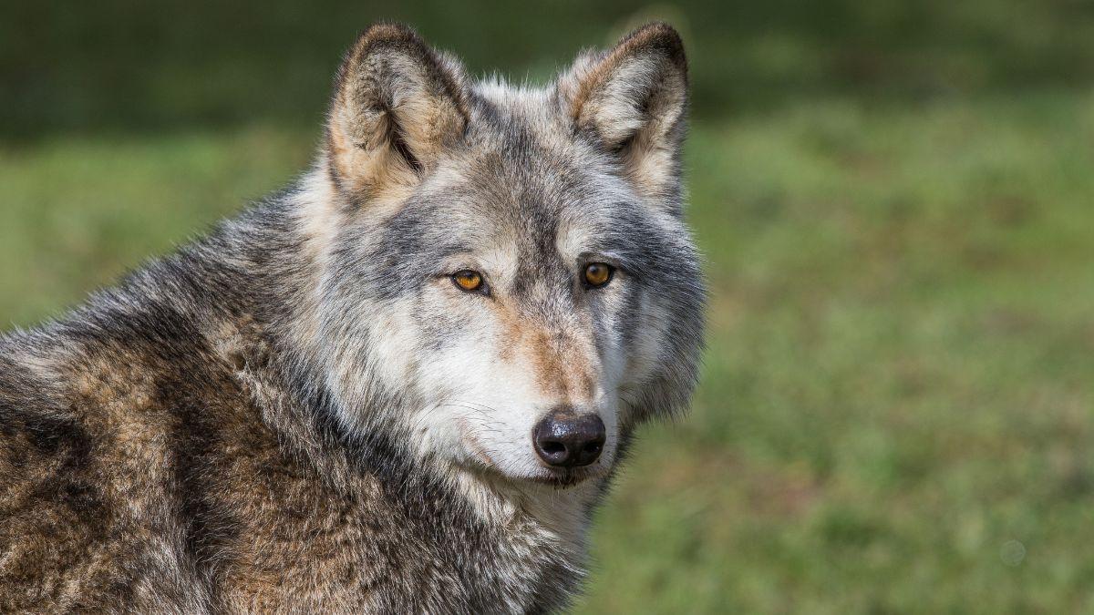 Asturias reanudará los controles del lobo en septiembre: ganaderos y ecologistas vuelven a chocar