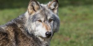 Asturias reanudará los controles del lobo en septiembre: ganaderos y ecologistas vuelven a chocar