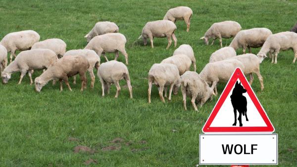 Asturias reanudará los controles del lobo en septiembre: ganaderos y ecologistas vuelven a chocar - El aviso de los conservacionistas: matar lobos no es una solución estructural para la ganadería