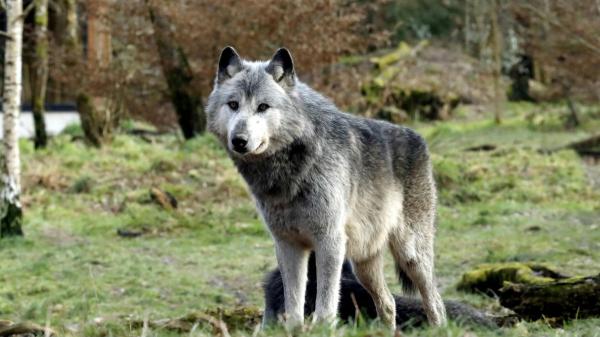 Asturias reanudará los controles del lobo en septiembre: ganaderos y ecologistas vuelven a chocar - El lobo ibérico vuelve a dividir a Asturias: conservación, ganadería y controles bajo debate