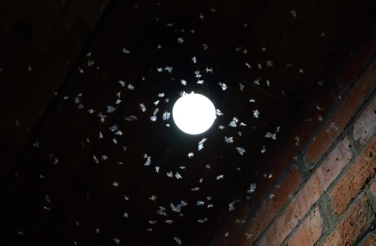 ¿Por qué los insectos van a la luz?