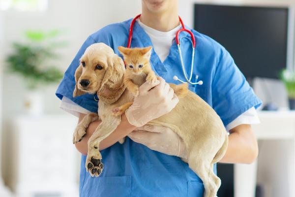 CIM Formación recibe el Premio Excelencia Educativa 2025 como Mejor Escuela de Auxiliares de Veterinaria - ¿Qué es CIM Formación?