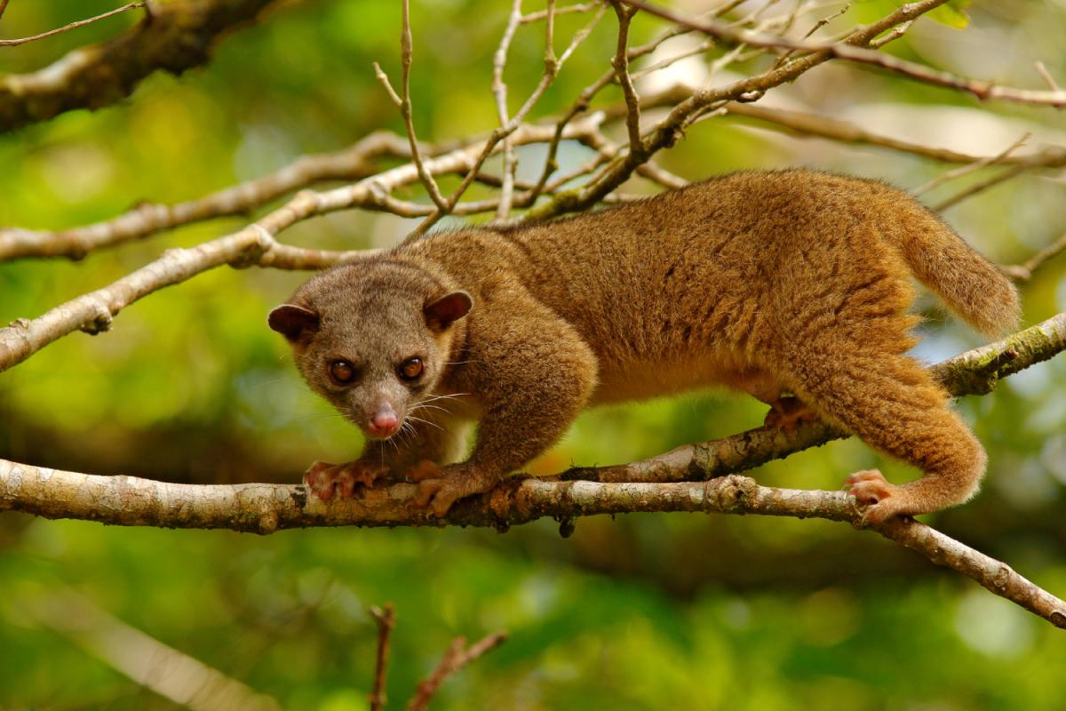 ¿Se puede tener un kinkajou como mascota?