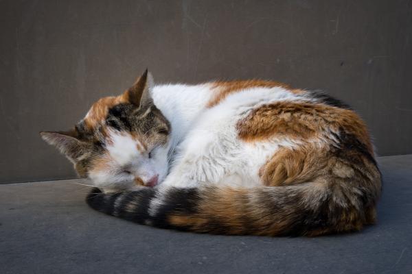 Mi gato duerme en mi cama cuando no estoy: causas y qué hacer - 1. Por comodidad