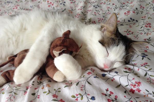 Mi gato duerme en mi cama cuando no estoy: causas y qué hacer - 3. Por frío o calor