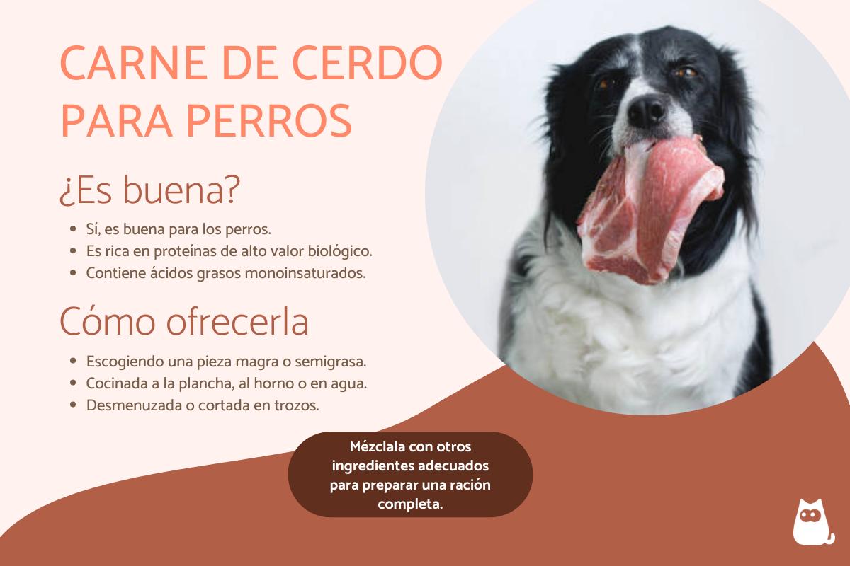 ¿Los perros pueden comer carne de cerdo?
