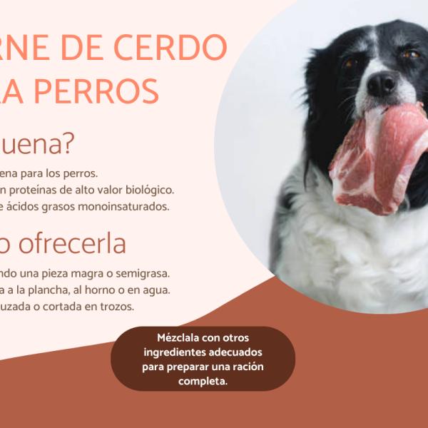 es malo alimentar a los perros con carne