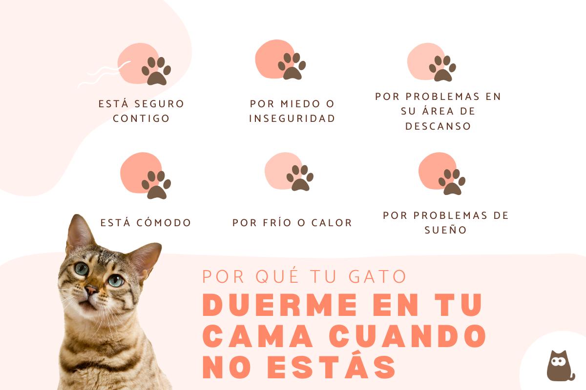 Mi gato duerme en mi cama cuando no estoy: causas y qué hacer