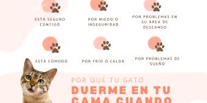 Mi gato duerme en mi cama cuando no estoy: causas y qué hacer