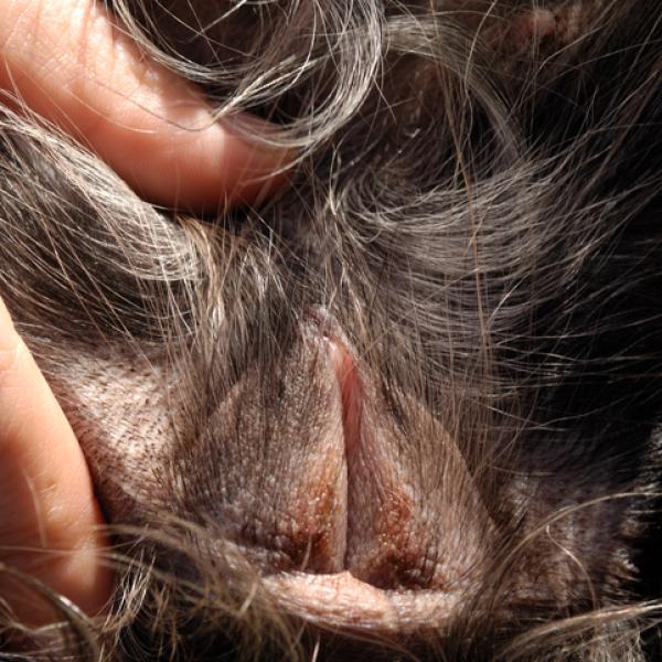 por qué mi cachorro sigue lamiéndose las partes íntimas