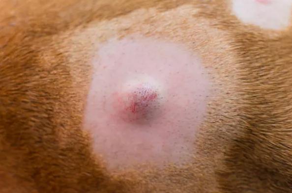 Mi perro tiene un bulto en el lomo: causas y qué hacer - 3. Quiste de grasa