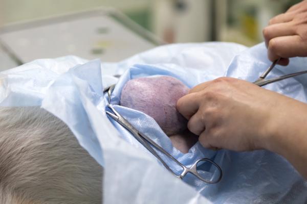 Mi perro tiene un bulto en el lomo: causas y qué hacer - 8. Tumor