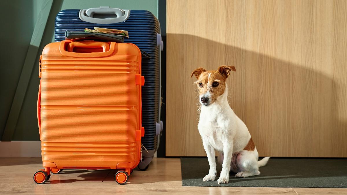Está en vigor: la Ley de Bienestar Animal obliga a los hoteles que no admitan perros a indicarlo de forma visible desde el exterior