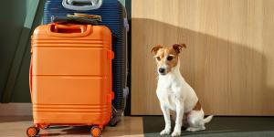Está en vigor: la Ley de Bienestar Animal obliga a los hoteles que no admitan perros a indicarlo de forma visible desde el exterior