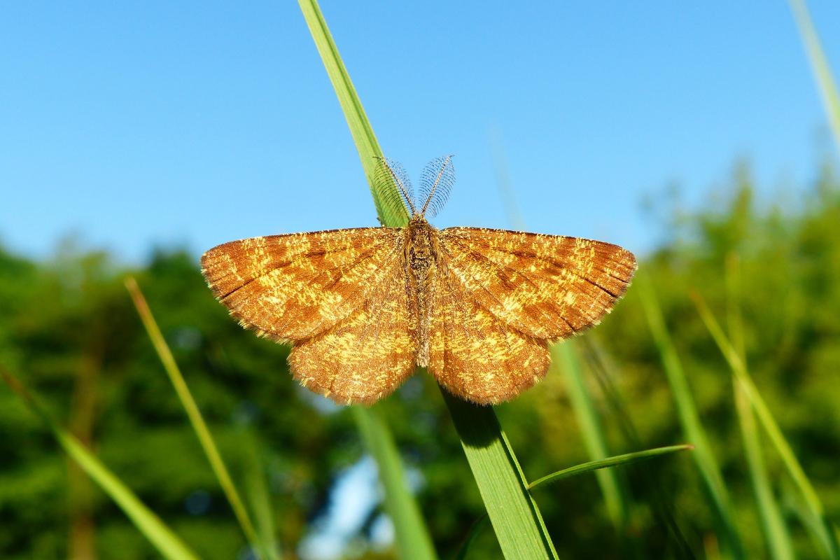 ¿Existen animales que no sienten dolor?