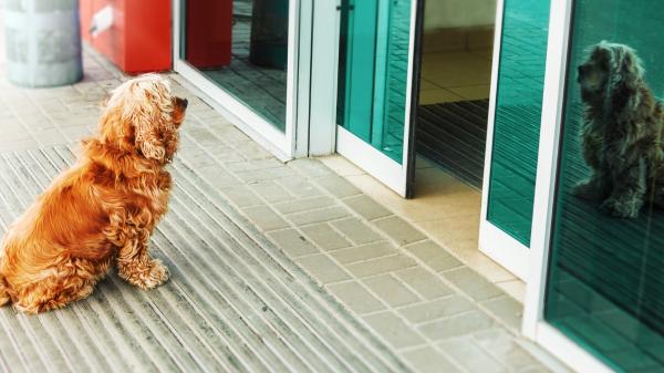 Está en vigor: la Ley de Bienestar Animal obliga a los hoteles que no admitan perros a indicarlo de forma visible desde el exterior - La Ley de Bienestar Animal es clara: un hotel puede prohibir la entrada de mascotas, pero debe avisarlo bien