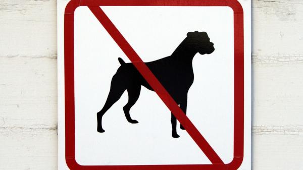 Está en vigor: la Ley de Bienestar Animal obliga a los hoteles que no admitan perros a indicarlo de forma visible desde el exterior - La obligación ya existía en algunas ciudades, pero ahora la Ley de Bienestar Animal establece un marco estatal