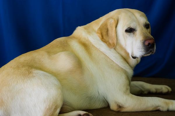 Mi perro tiene un bulto en el lomo: causas y qué hacer