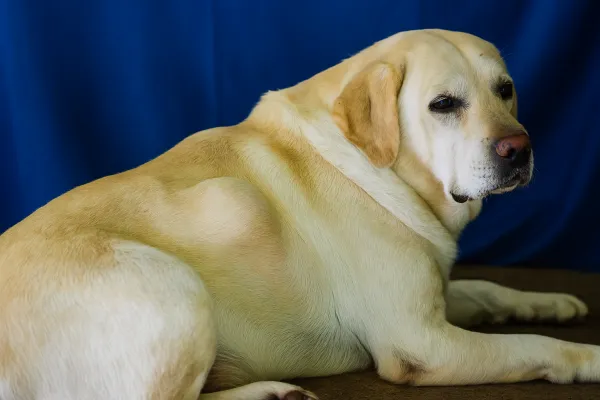 los quistes de perro desaparecen