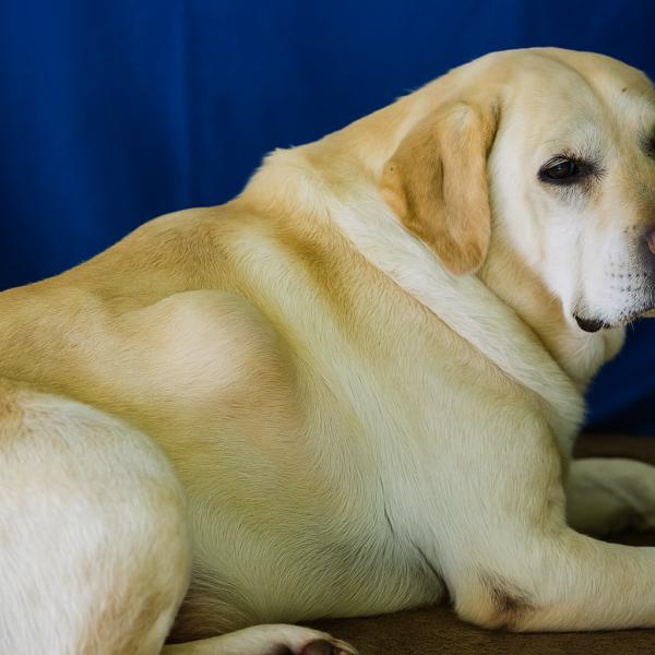 es necesario eliminar los lipomas en perros