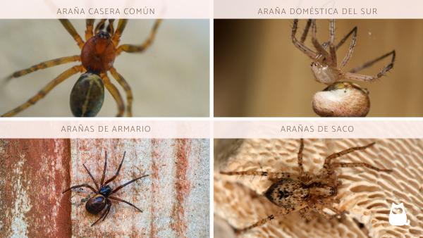 Tipos de arañas en México - Arañas comunes en casas de México