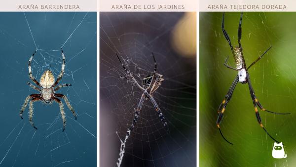 Tipos de arañas en México - Arañas de jardín presentes en México