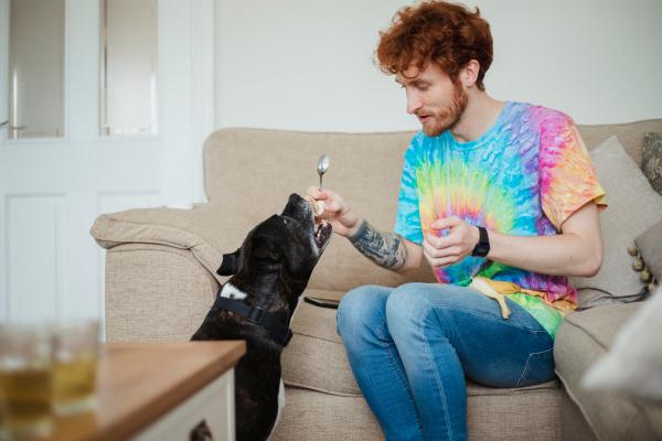¿Los perros pueden comer plátano? - ¿Cuántos plátanos puede comer un perro?
