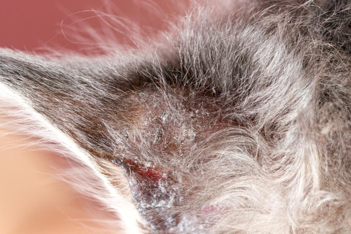 Dermatitis atópica en gatos - Síntomas y tratamiento