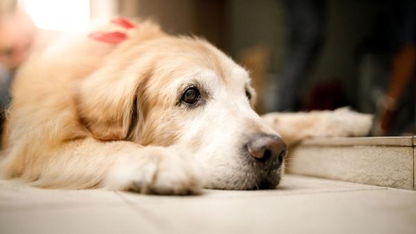 Dejó dos perros encerrados en una furgoneta al sol en Toledo y uno murió: detenido un hombre de 74 años por maltrato animal - El maltrato animal puede conllevar multas de hasta 200.000 euros y penas de prisión