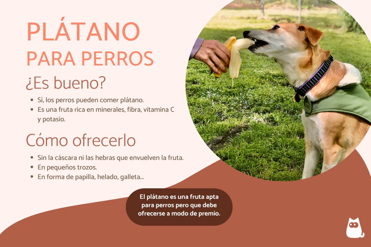 ¿Los perros pueden comer plátano?