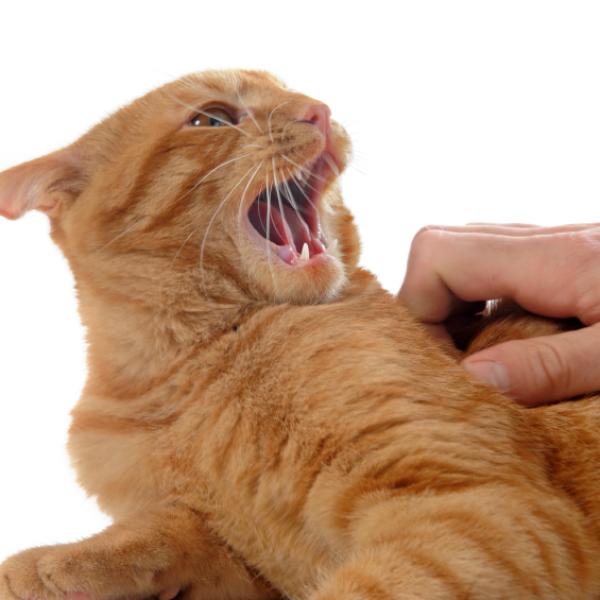 cara de gato gritando