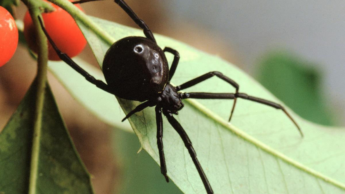 Tipos de arañas en México