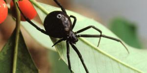 Tipos de arañas en México