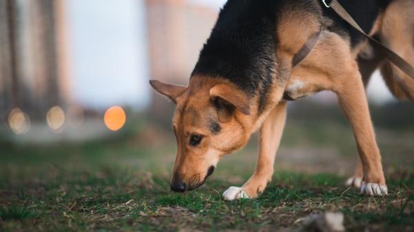 Tronky, la perra de Salva Martín, volvió sola tras semanas desaparecida y una etóloga analiza cómo pudo orientarse: “Los perros memorizan sus recorridos habituales” - La experta explica cómo pudo volver Tronky: “Los perros tienen muy buena momoria espacial”