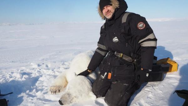 Un estudio sorprende a los científicos: estos osos polares están más sanos pese al deshielo - Lo que revela el estudio: estos osos polares desafían el cambio climático