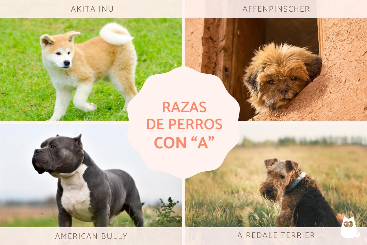 Razas de perros con A