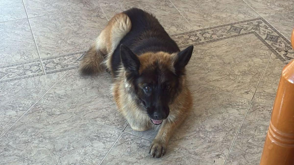 Tronky, la perra de Salva Martín, volvió sola tras semanas desaparecida y una etóloga analiza cómo pudo orientarse: “Los perros memorizan sus recorridos habituales”