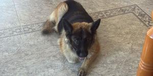 Tronky, la perra de Salva Martín, volvió sola tras semanas desaparecida y una etóloga analiza cómo pudo orientarse: “Los perros memorizan sus recorridos habituales”