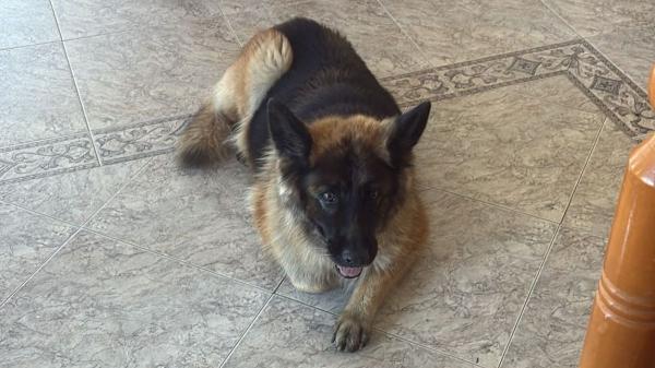 Tronky, la perra de Salva Martín, volvió sola tras semanas desaparecida y una etóloga analiza cómo pudo orientarse: “Los perros memorizan sus recorridos habituales”