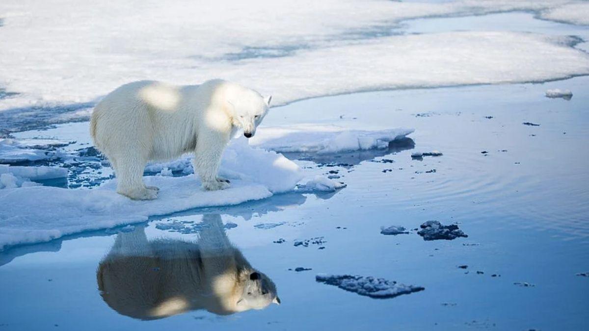 Un estudio sorprende a los científicos: estos osos polares están más sanos pese al deshielo