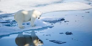 Un estudio sorprende a los científicos: estos osos polares están más sanos pese al deshielo
